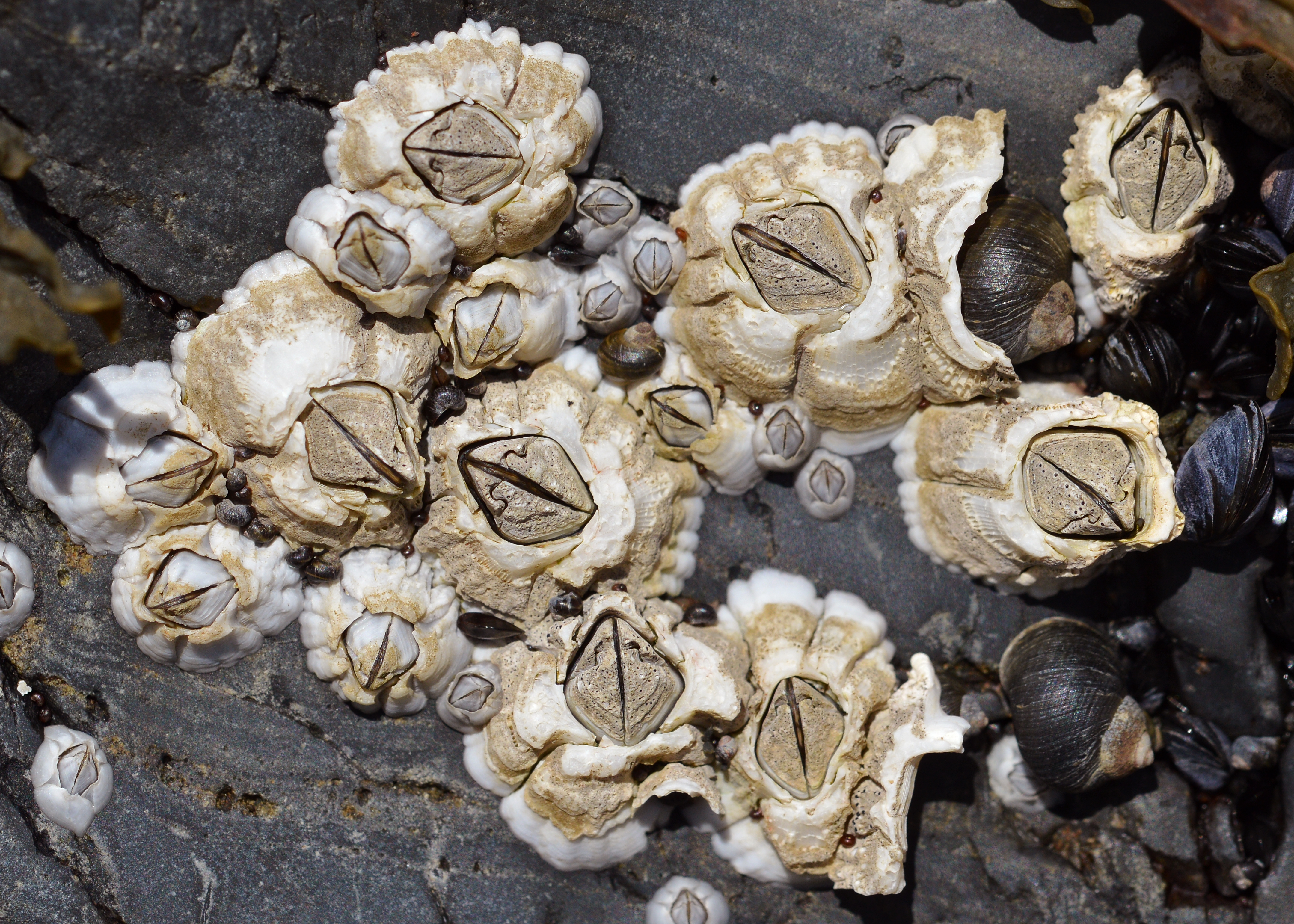 Acorn Barnacle