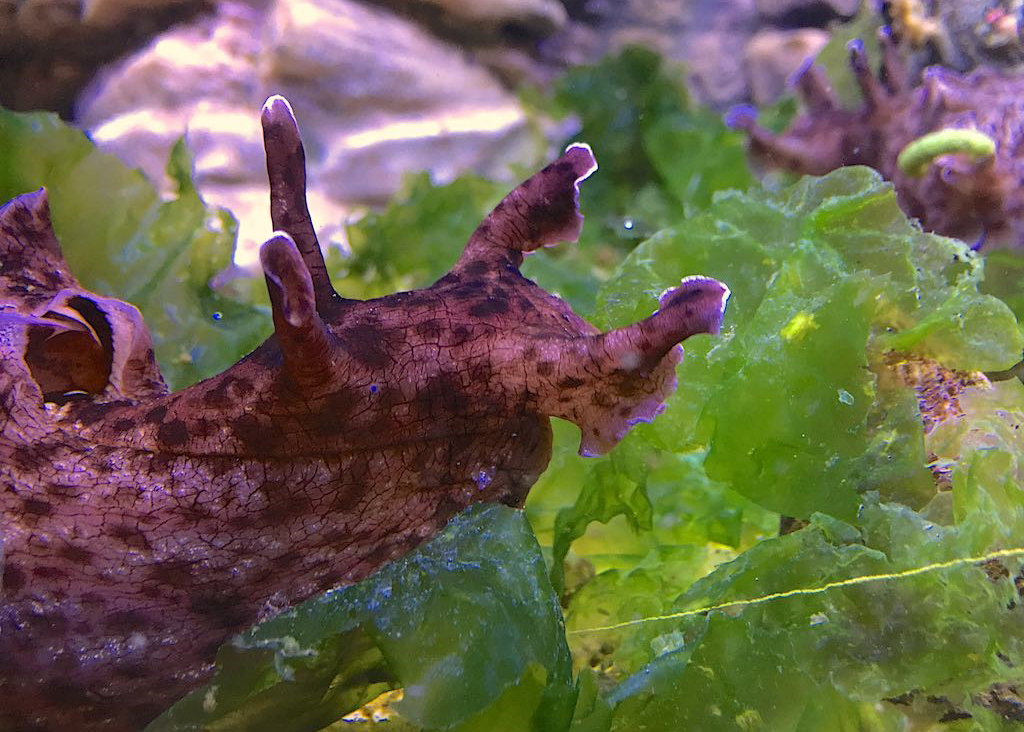 California Brown Sea Hare