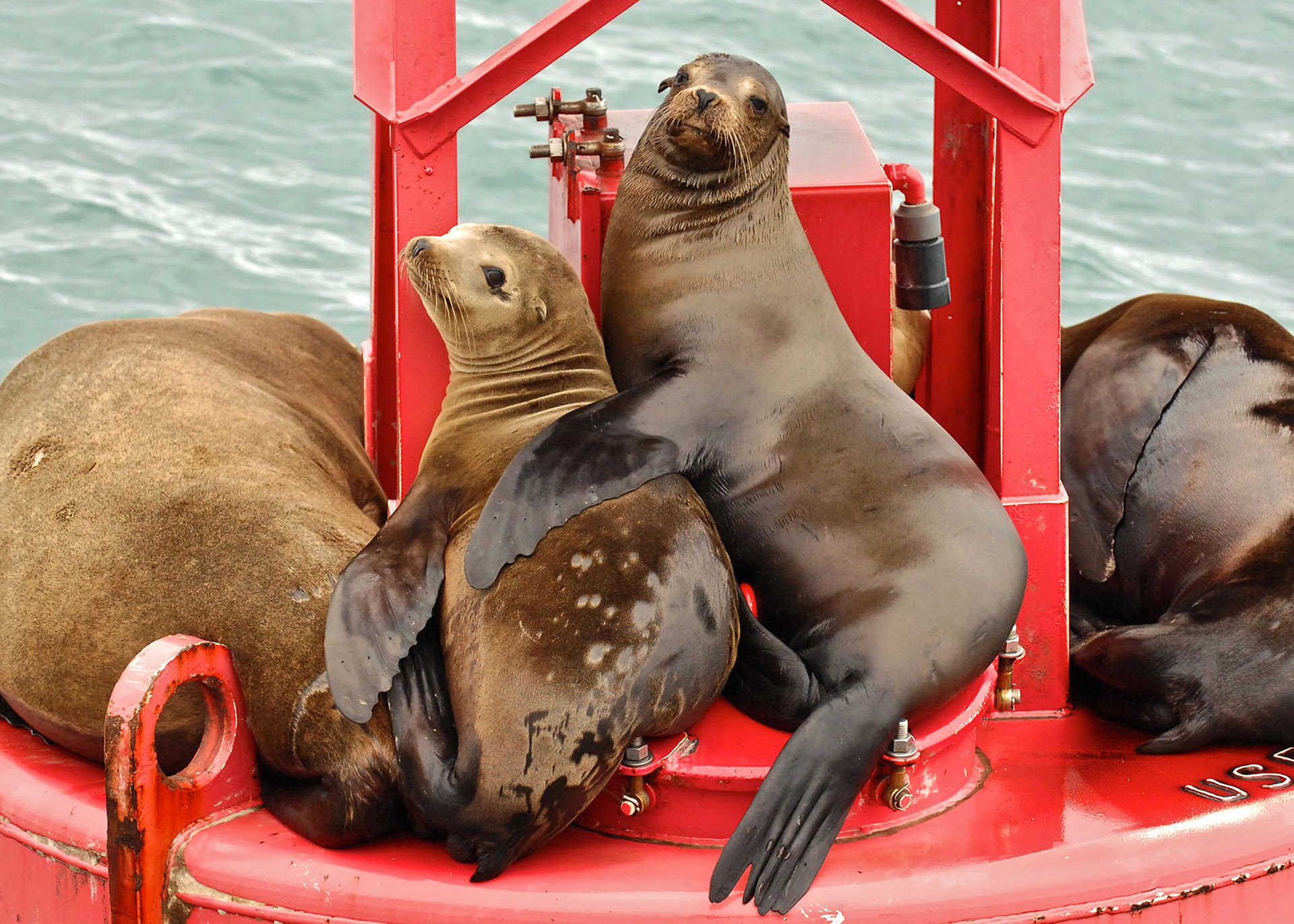 California Sea Lions on buoy