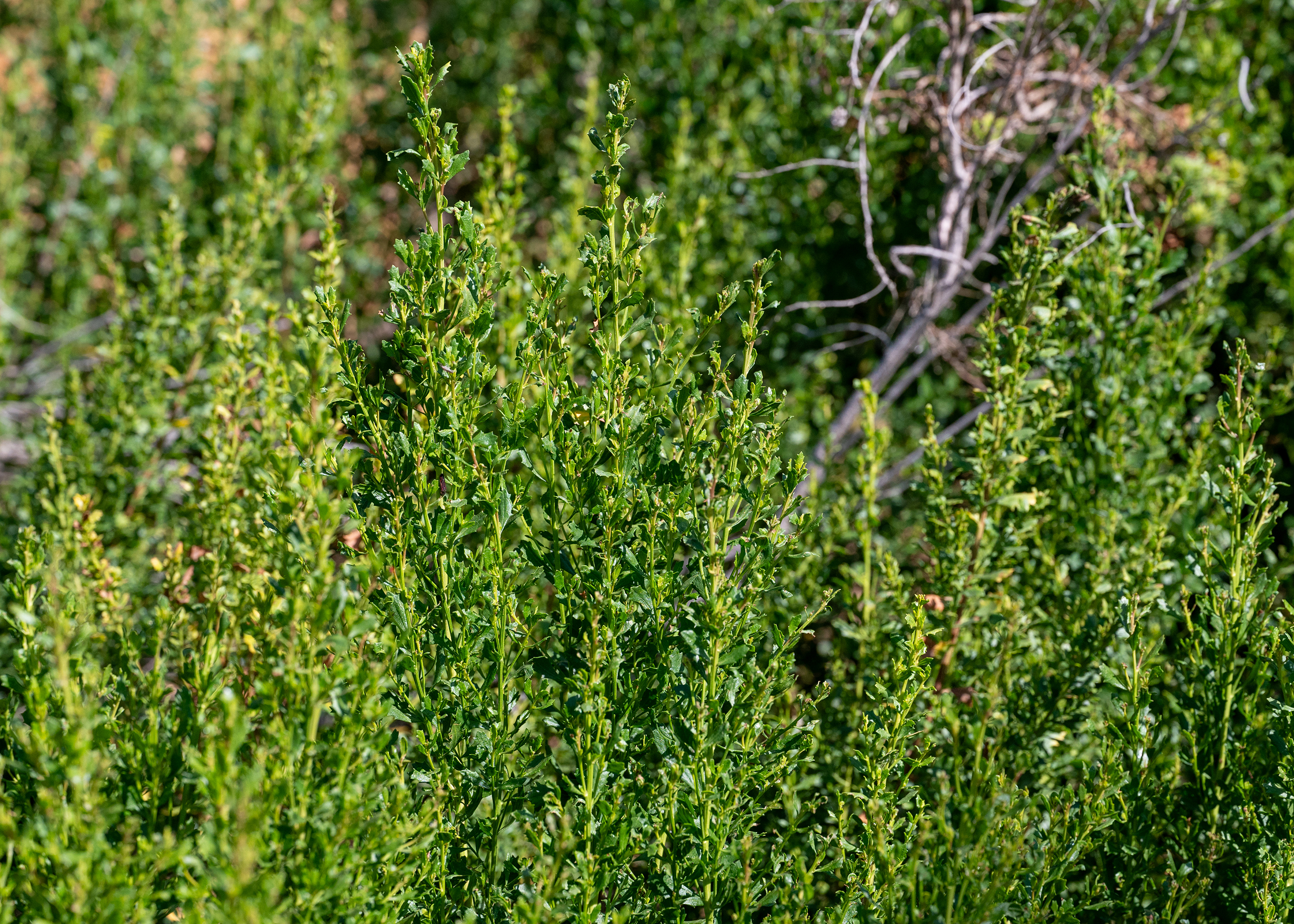 Coyote Brush