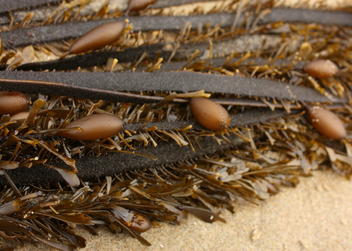 Feather Boa Kelp