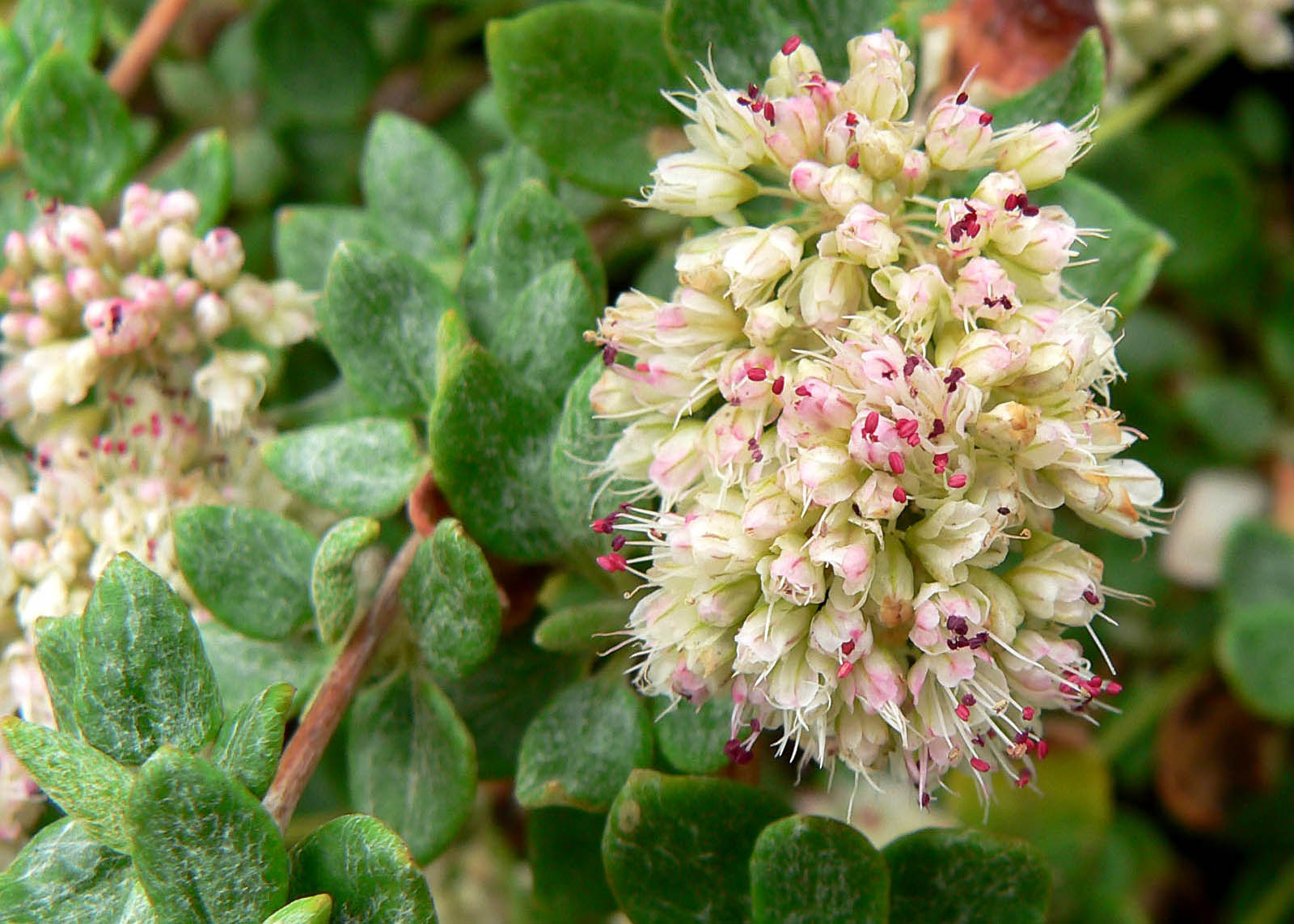 Seacliff Buckwheat