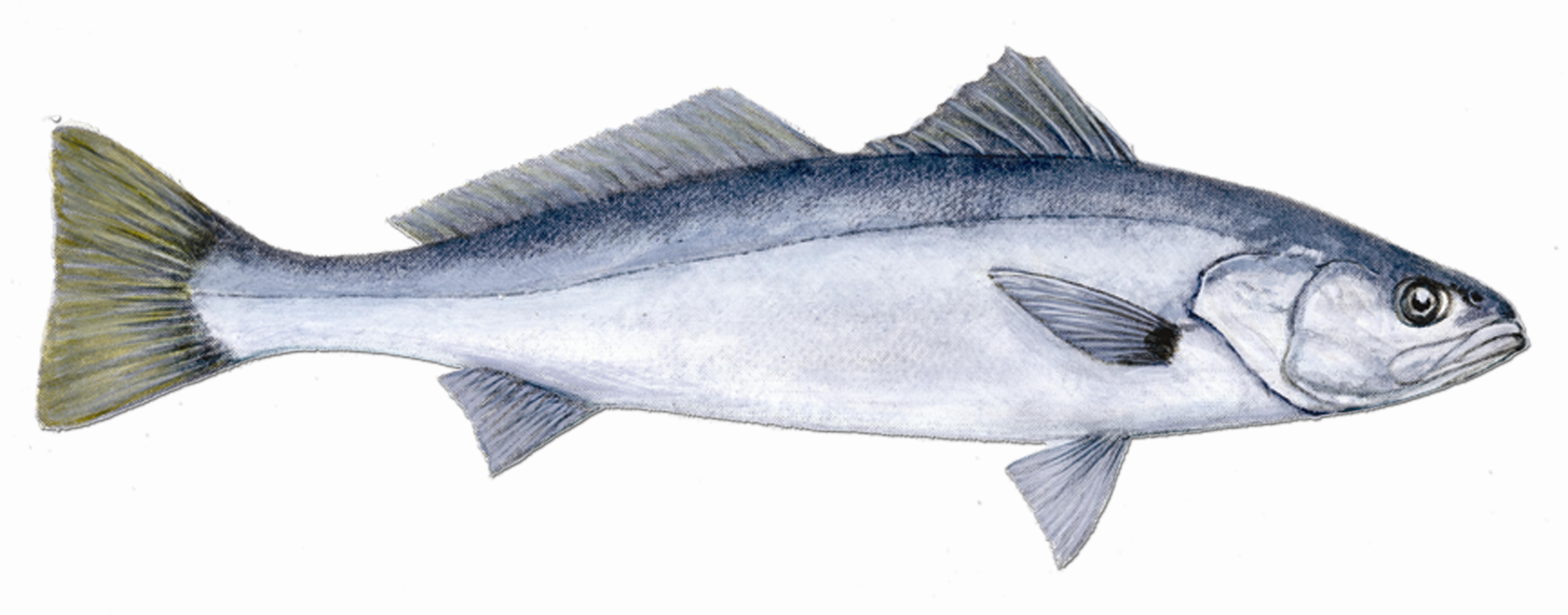 White Sea Bass drawing