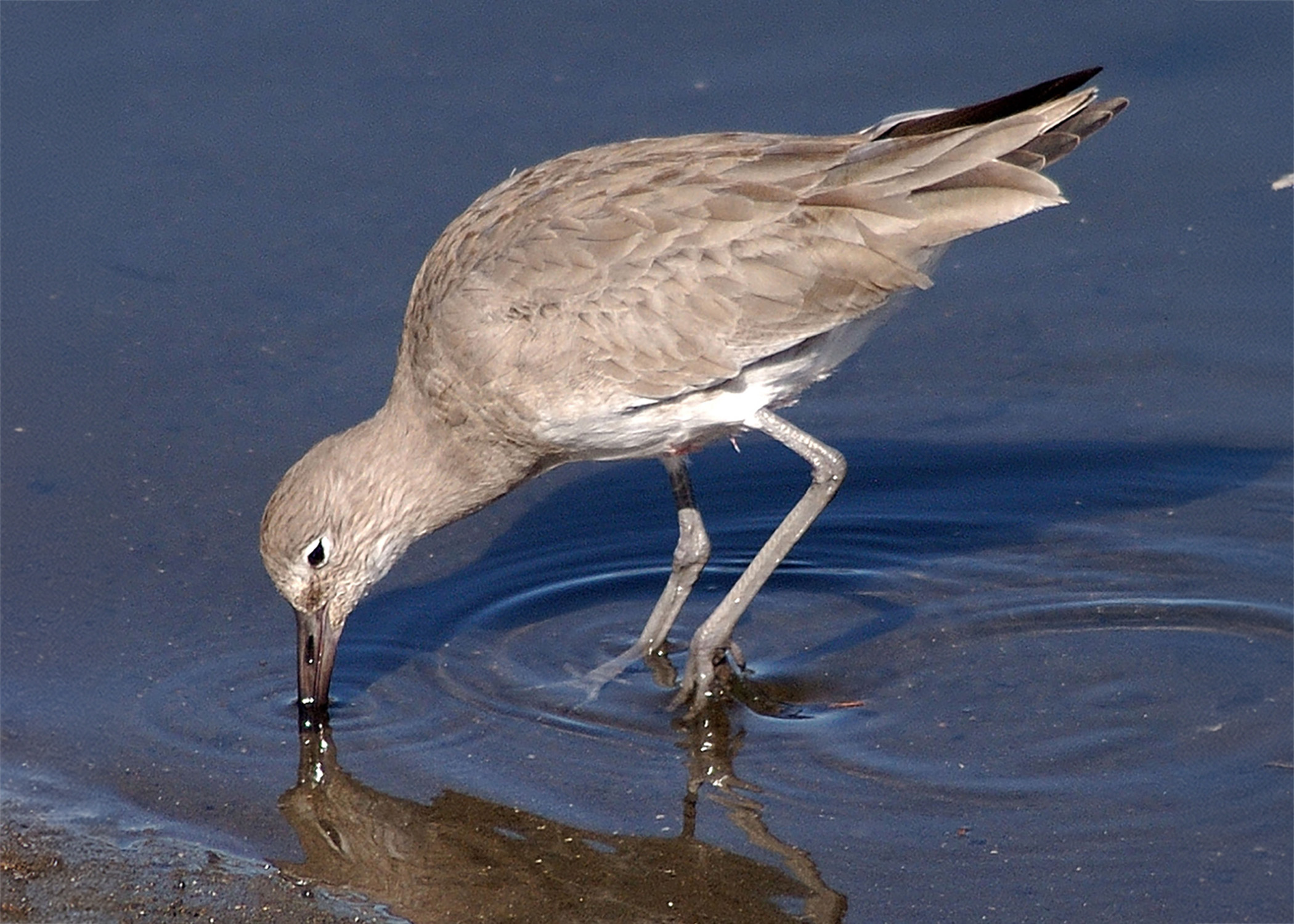 Willet