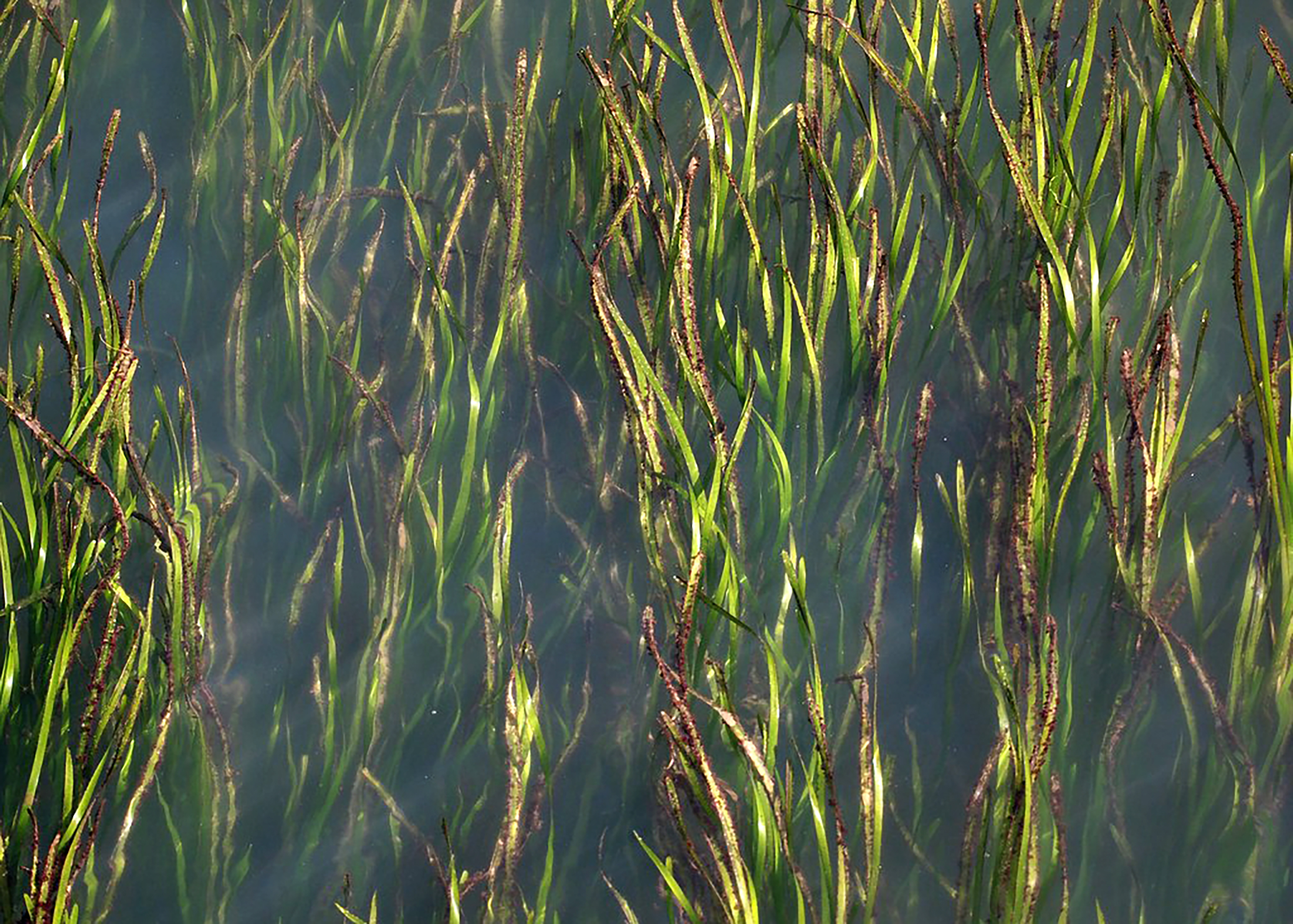 Eel Grass