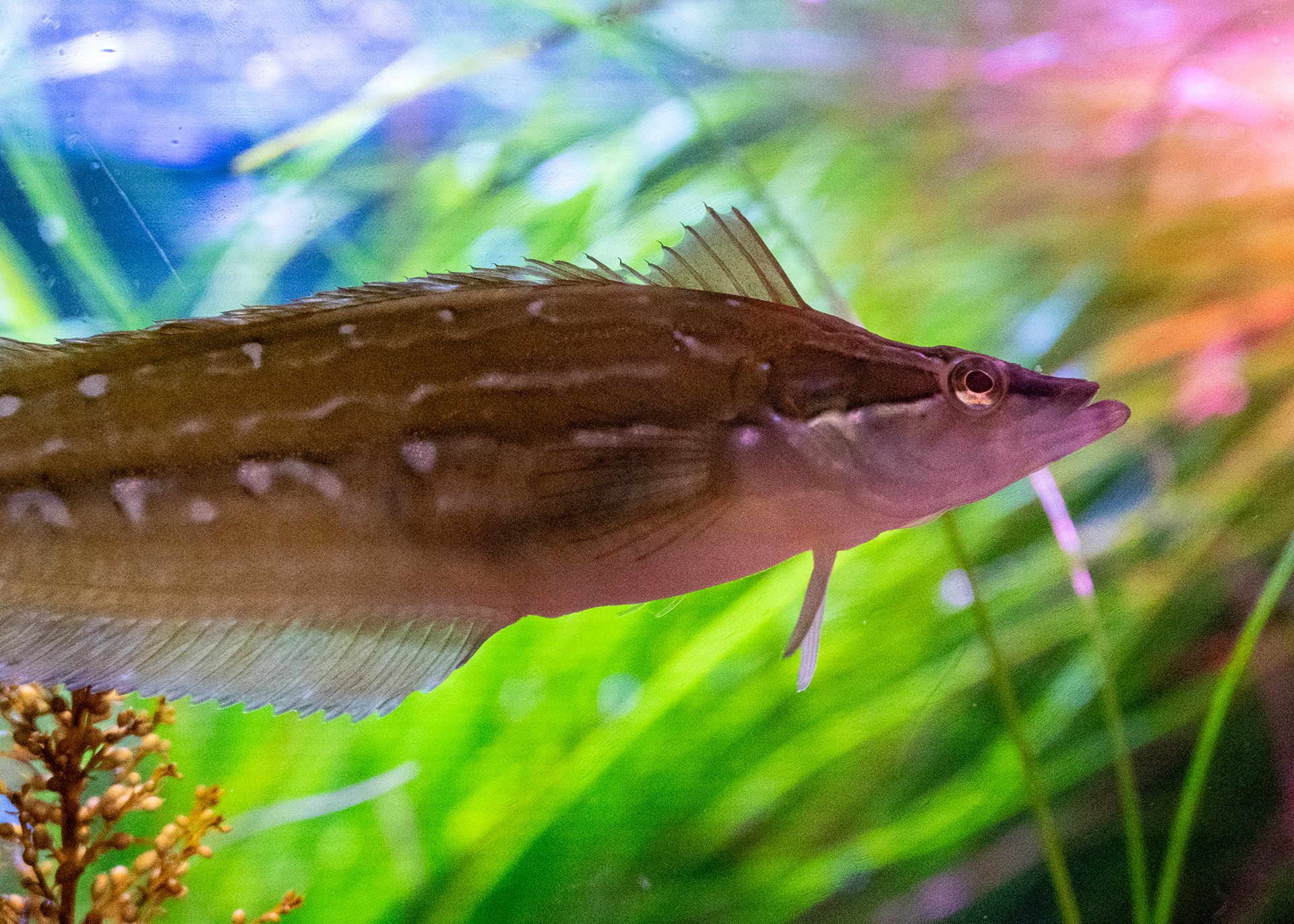 Giant Kelpfish