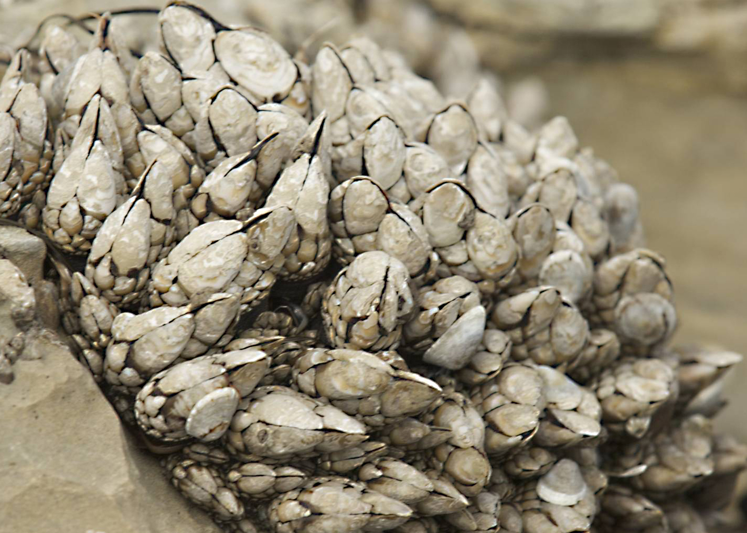 Gooseneck Barnacle