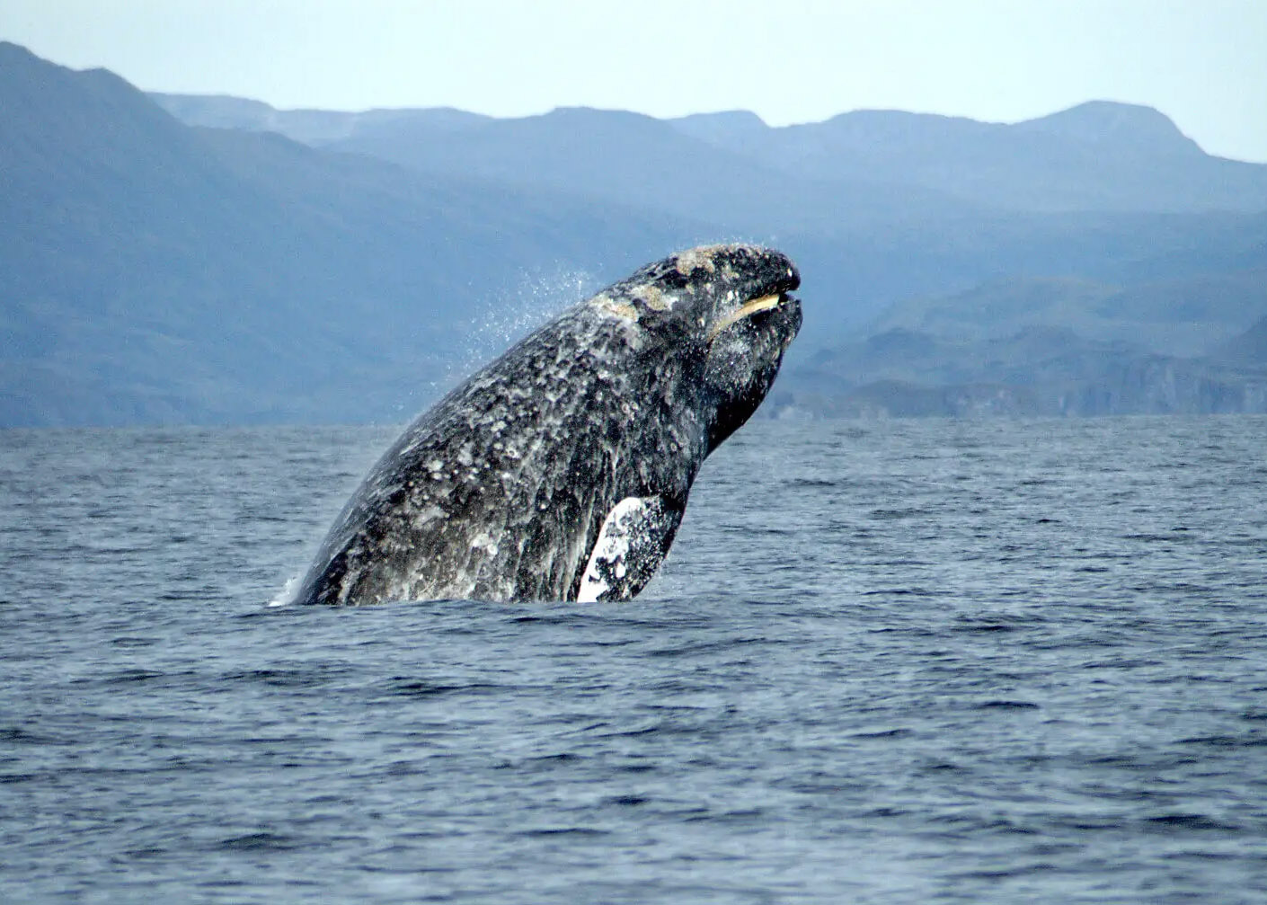 Gray Whale