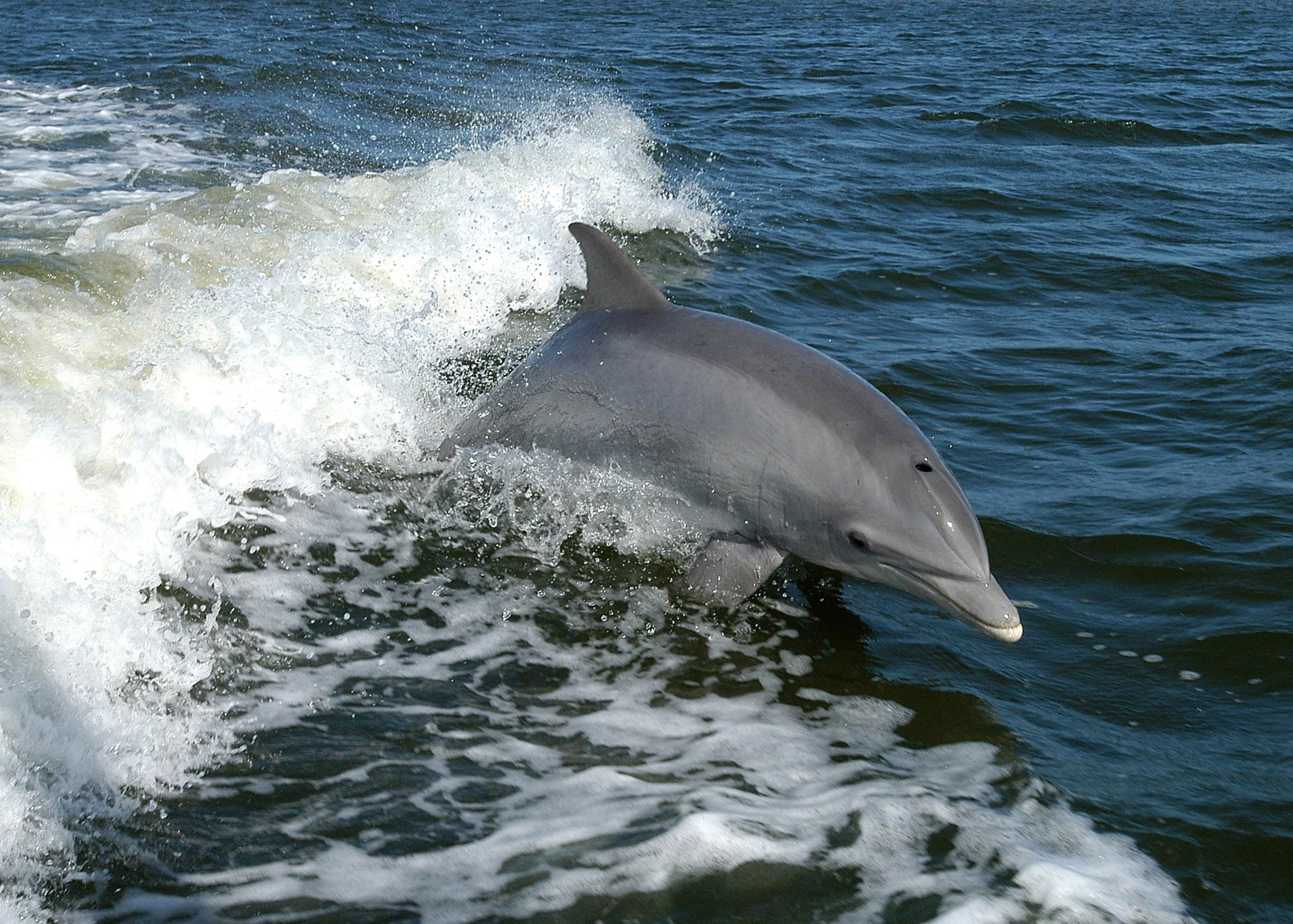 Bottlenose Dolphin