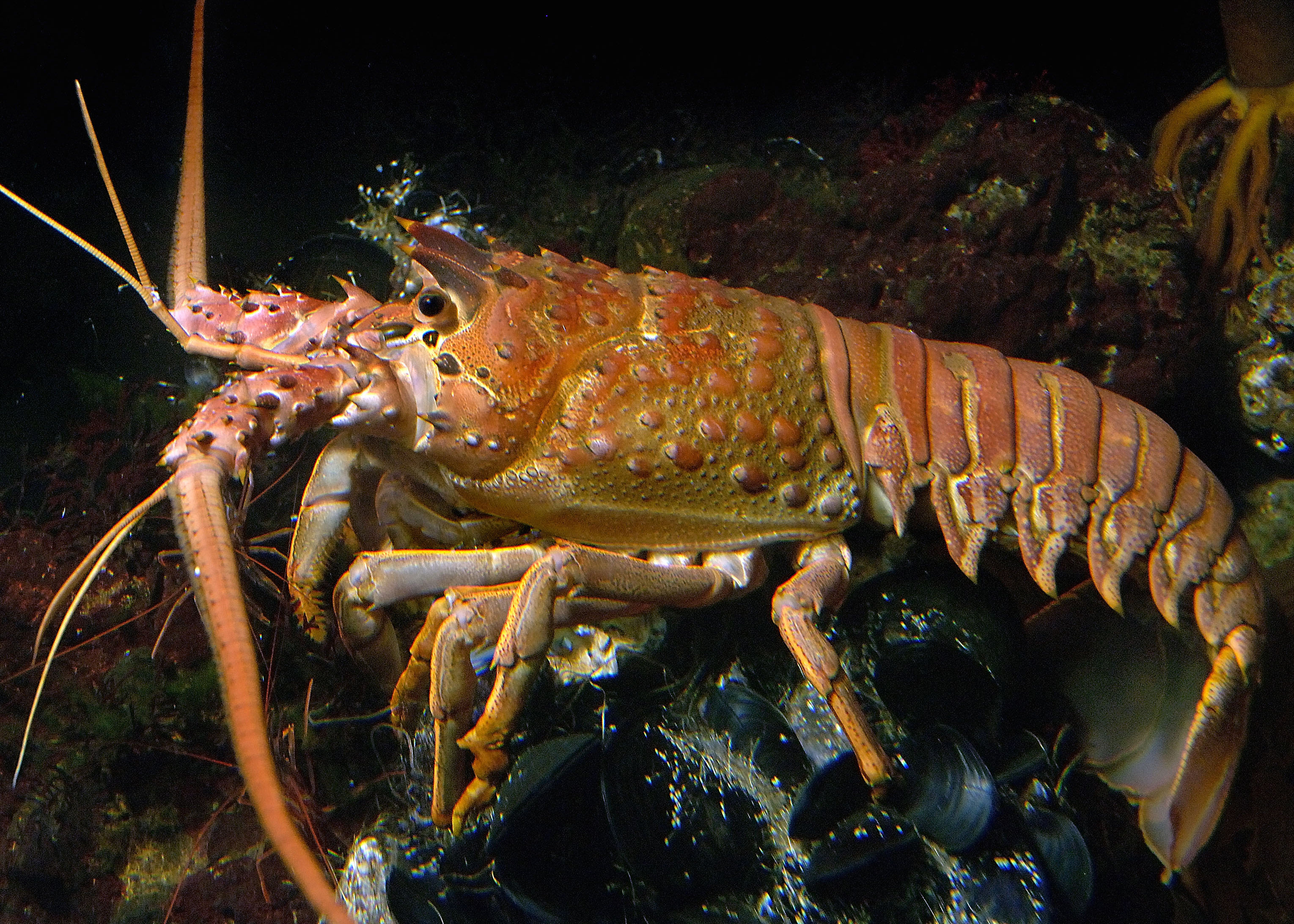 Spiny Lobster