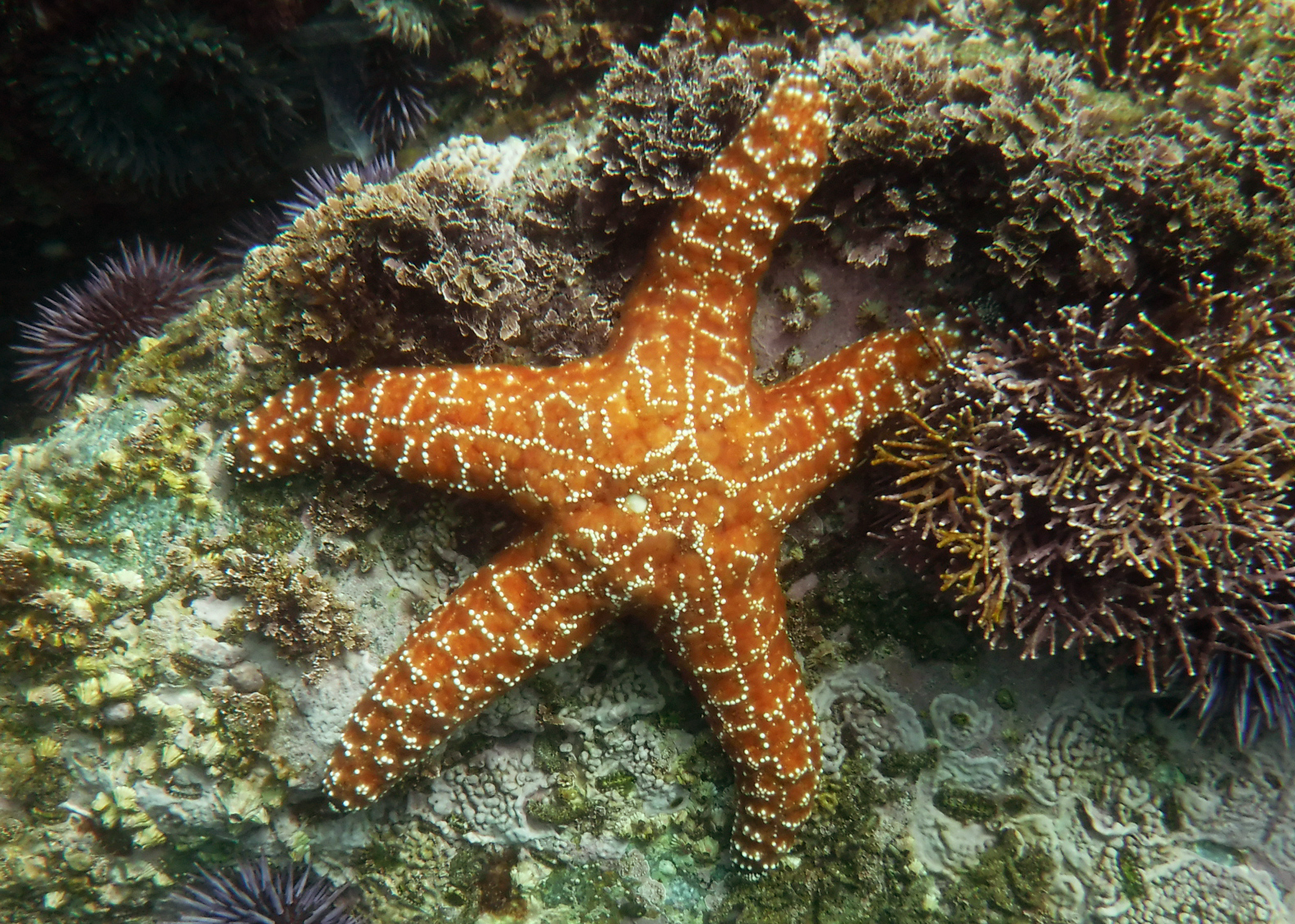 Ochre Sea Star 