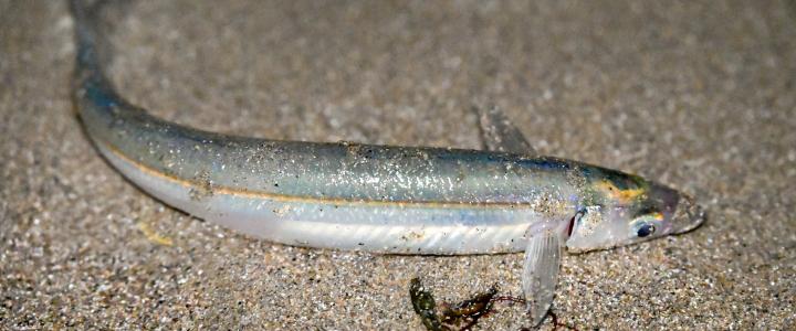 Grunion on Beach