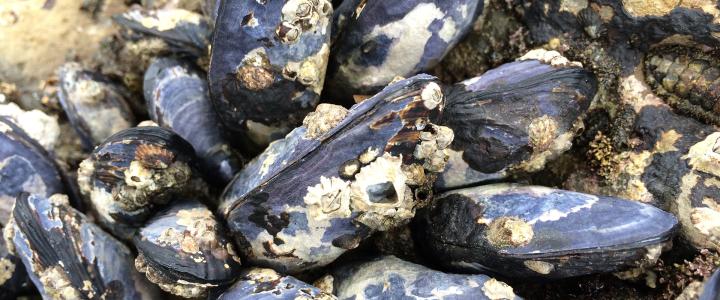 California Mussel