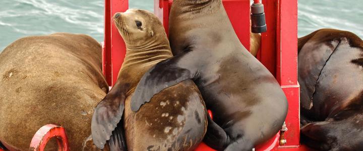 California Sea Lions on buoy