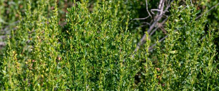 Coyote Brush