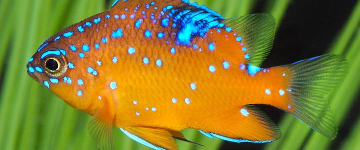 Garibaldi Juvenile