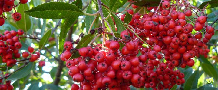 Toyon