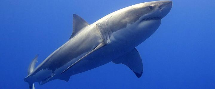 great white shark