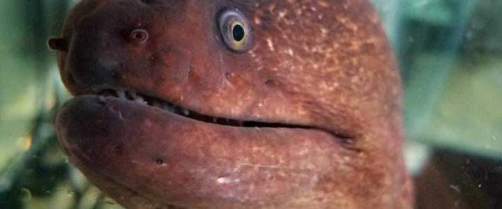 moray eel