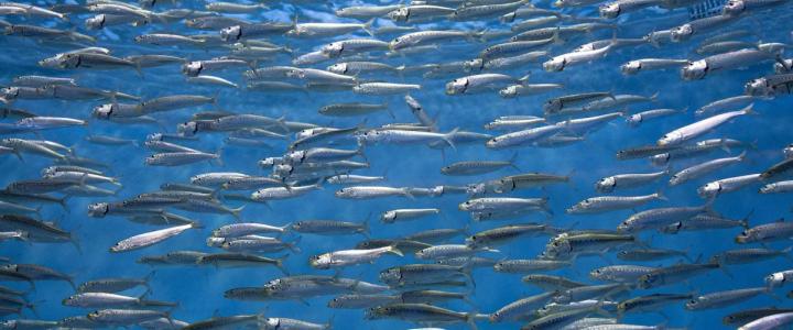 sardine