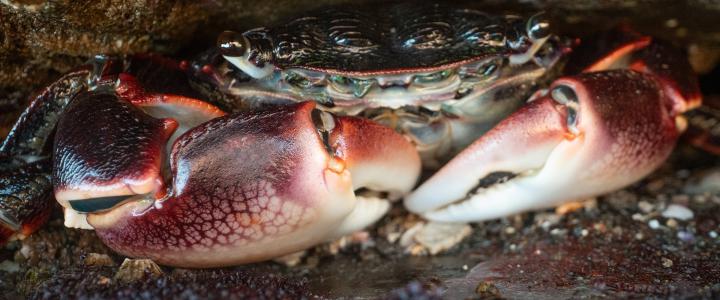 Striped Shore Crab