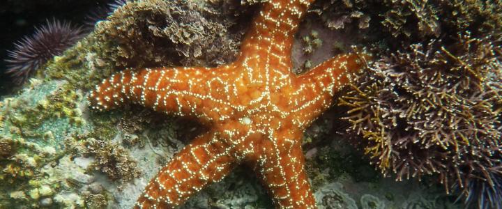 Ochre Sea Star 