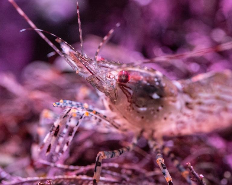 photograph of a shrimp