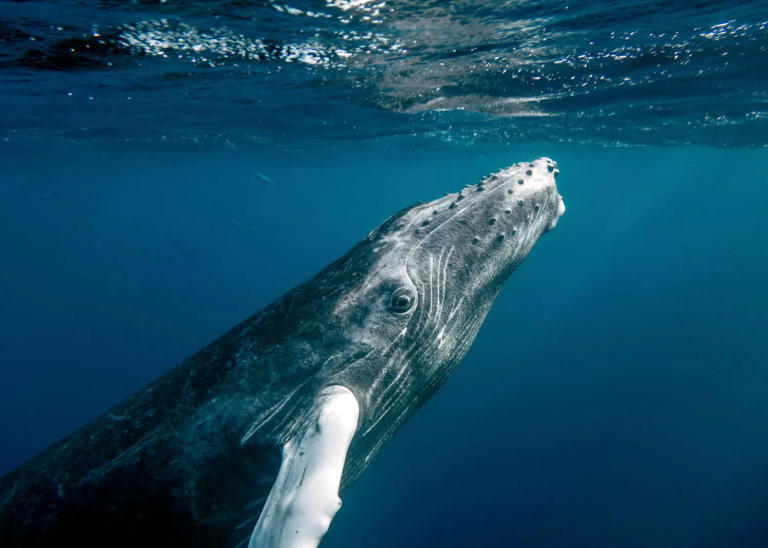 humpback whale