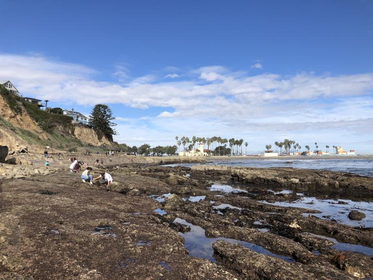 Explore Point Fermin Tidepools